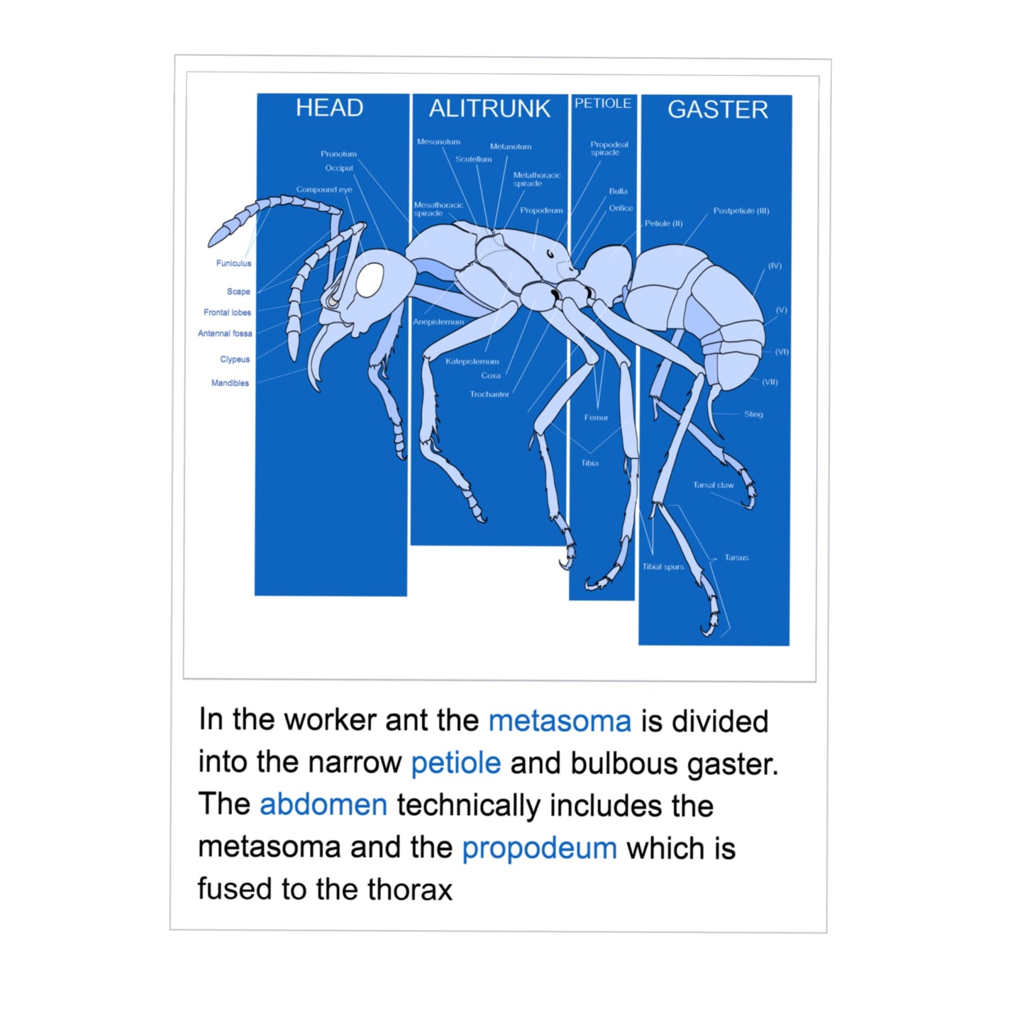 Articles of style: "Anatomy of an Ant" Long Sleeve Shirt